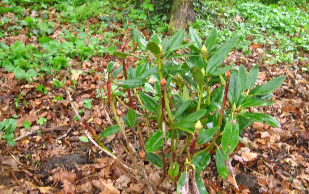 Schimmelziekte rhododendron