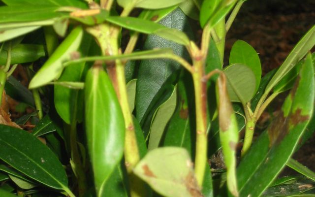 amersfoort-tuinman/advies/plant_advies_rhododendron.jpg